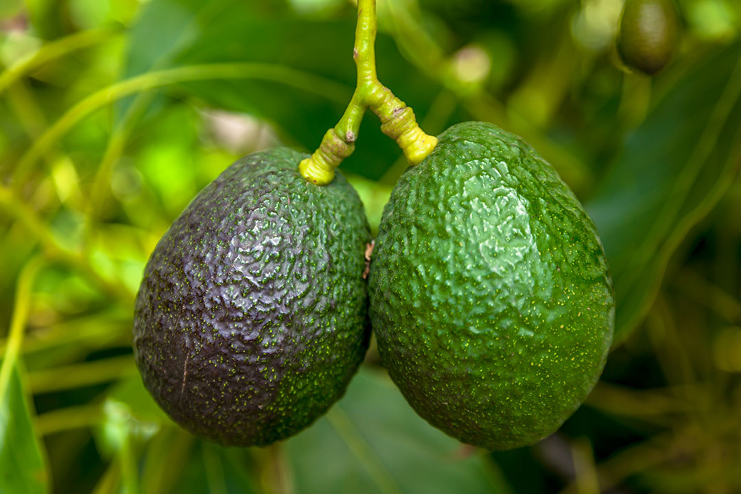 Avocados on tree