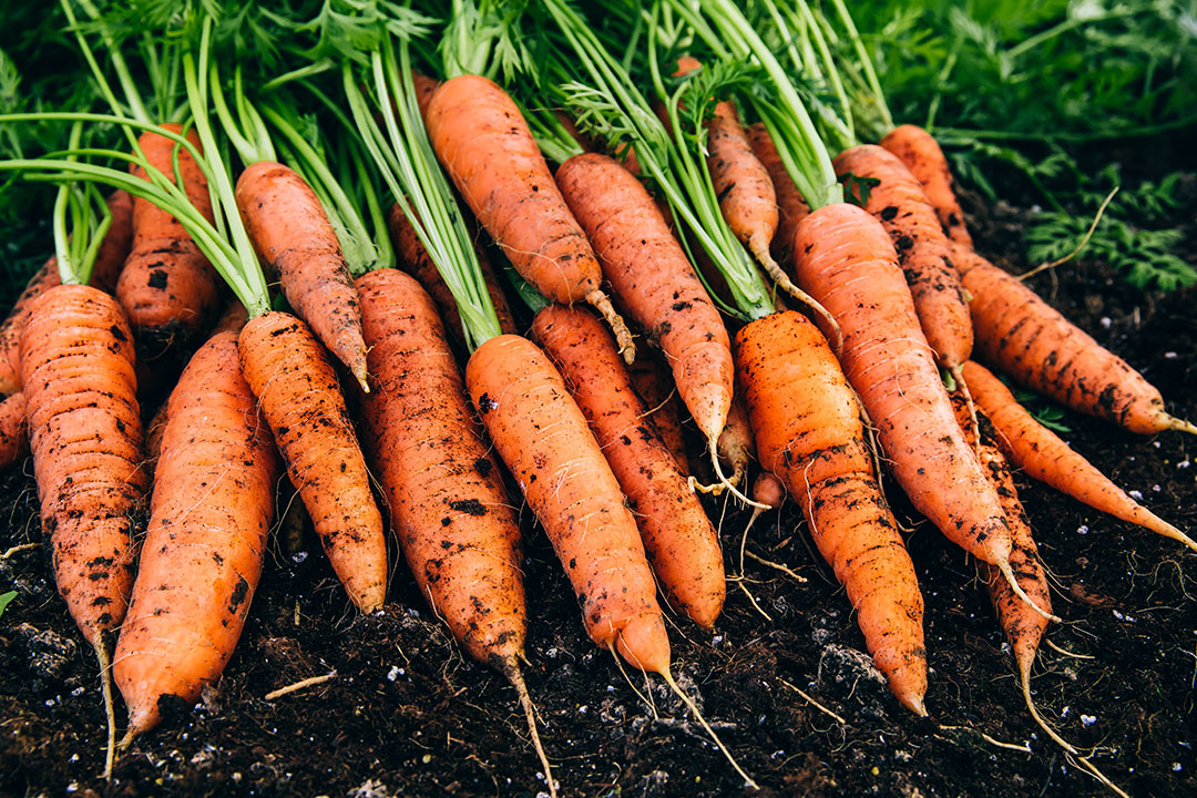 Fresh carrots picked from the ground