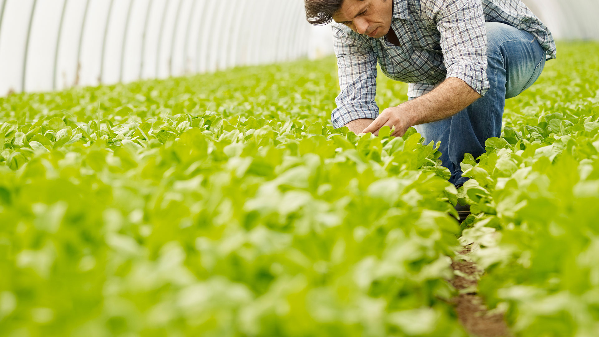 lettuce farmer in UK inside greenhouse