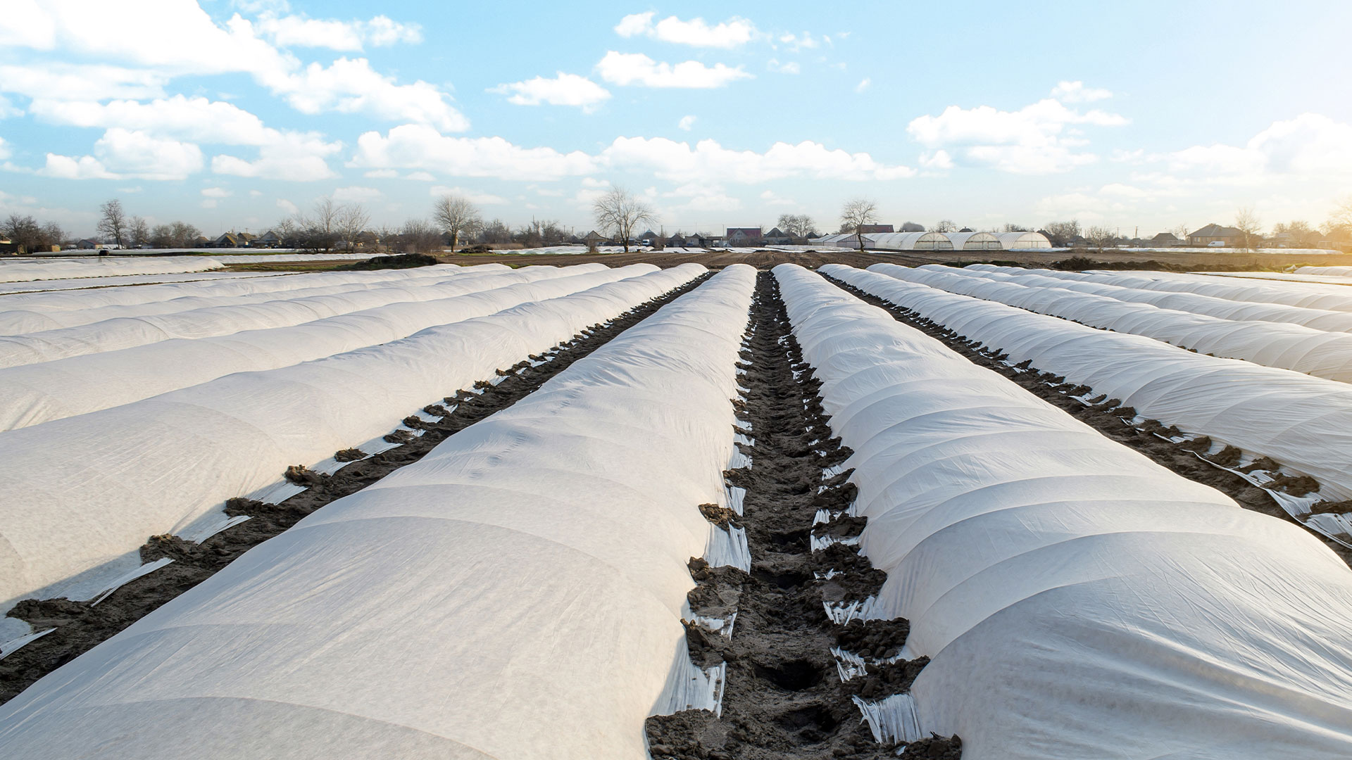 Potatoes growing in a field undercover