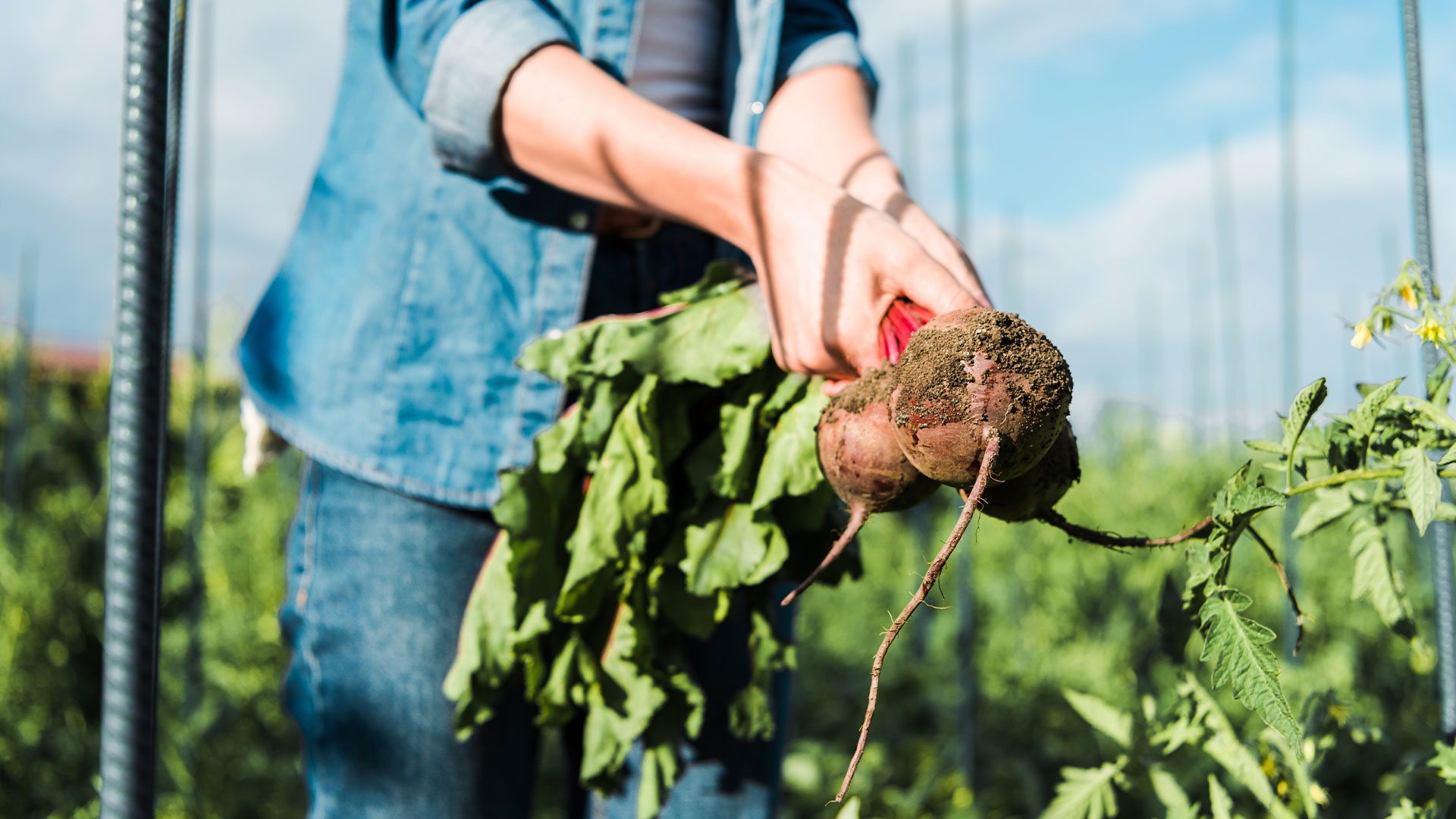 beetroot farmer in UK