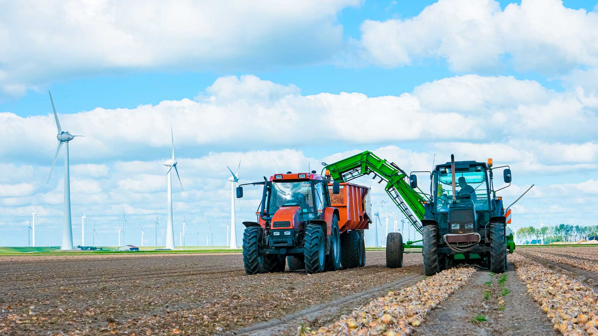 Picking up onions in tractor from ground