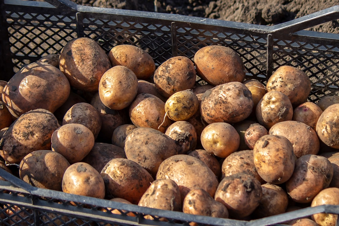 Potatoes in a box freshly harvested